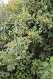 Rubus ellipticus. Цветущее растение. Непал, провинция Багмати, р-н Катманду, национальный парк \"Шивапури-Нагарджун\". 30.11.2017.