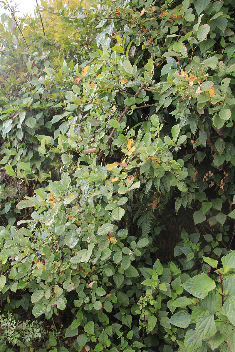 Image of Rubus ellipticus specimen.