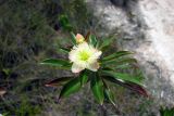 Ploiarium alternifolium. Верхняя часть цветущего растения. Малайзия, штат Саравак, национальный парк \"Бако\". 30.04.2008.