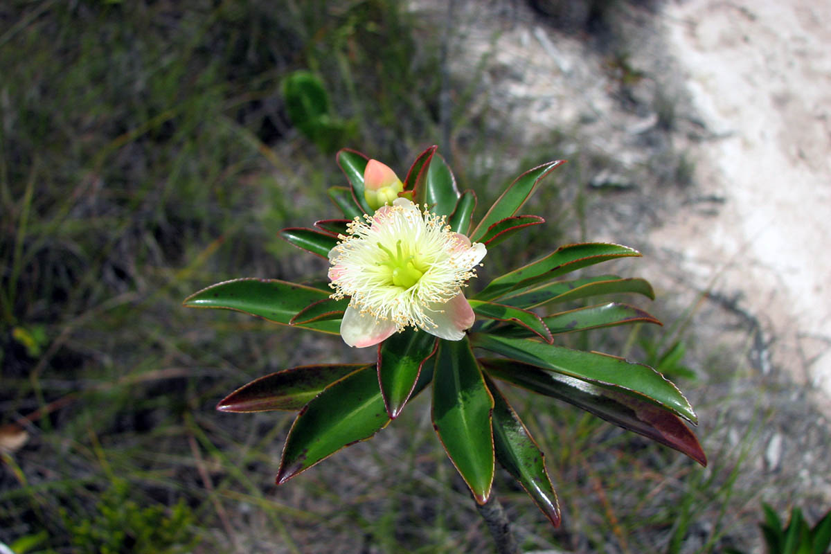 Изображение особи Ploiarium alternifolium.