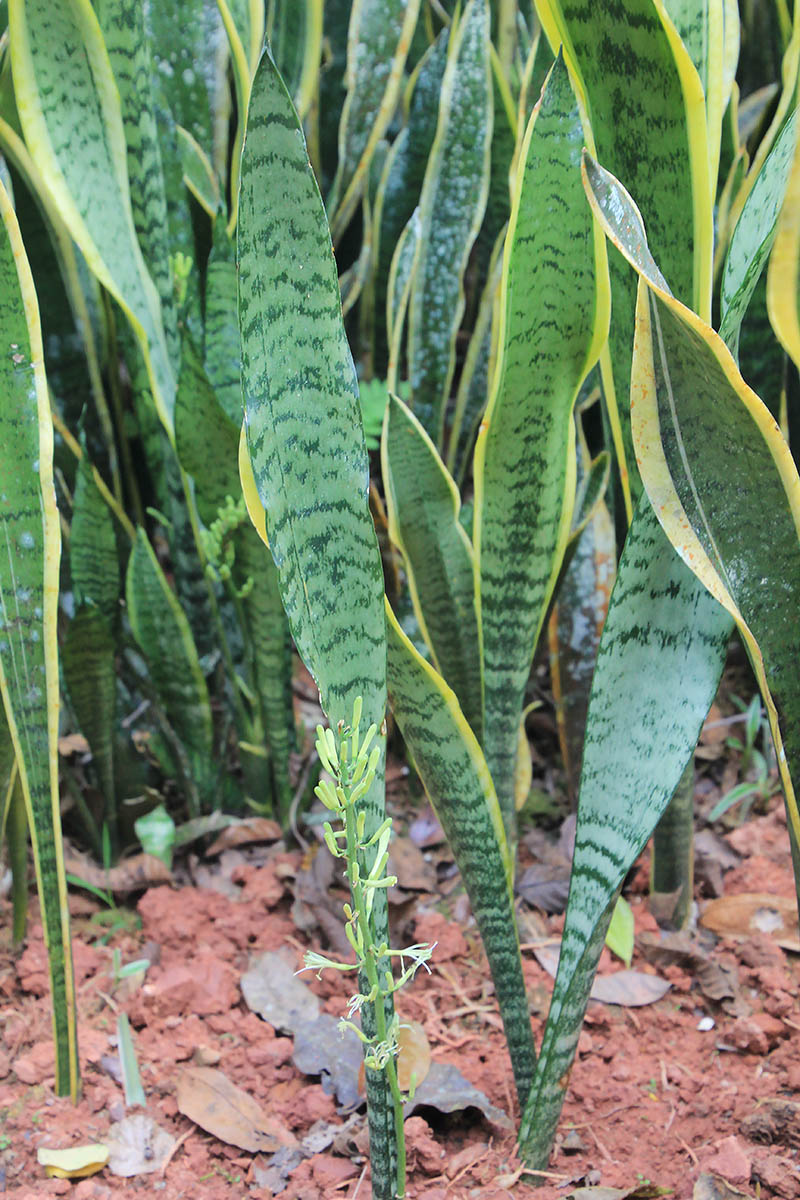 Изображение особи род Sansevieria.