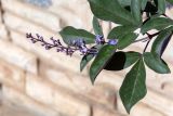 Vitex variety purpurea