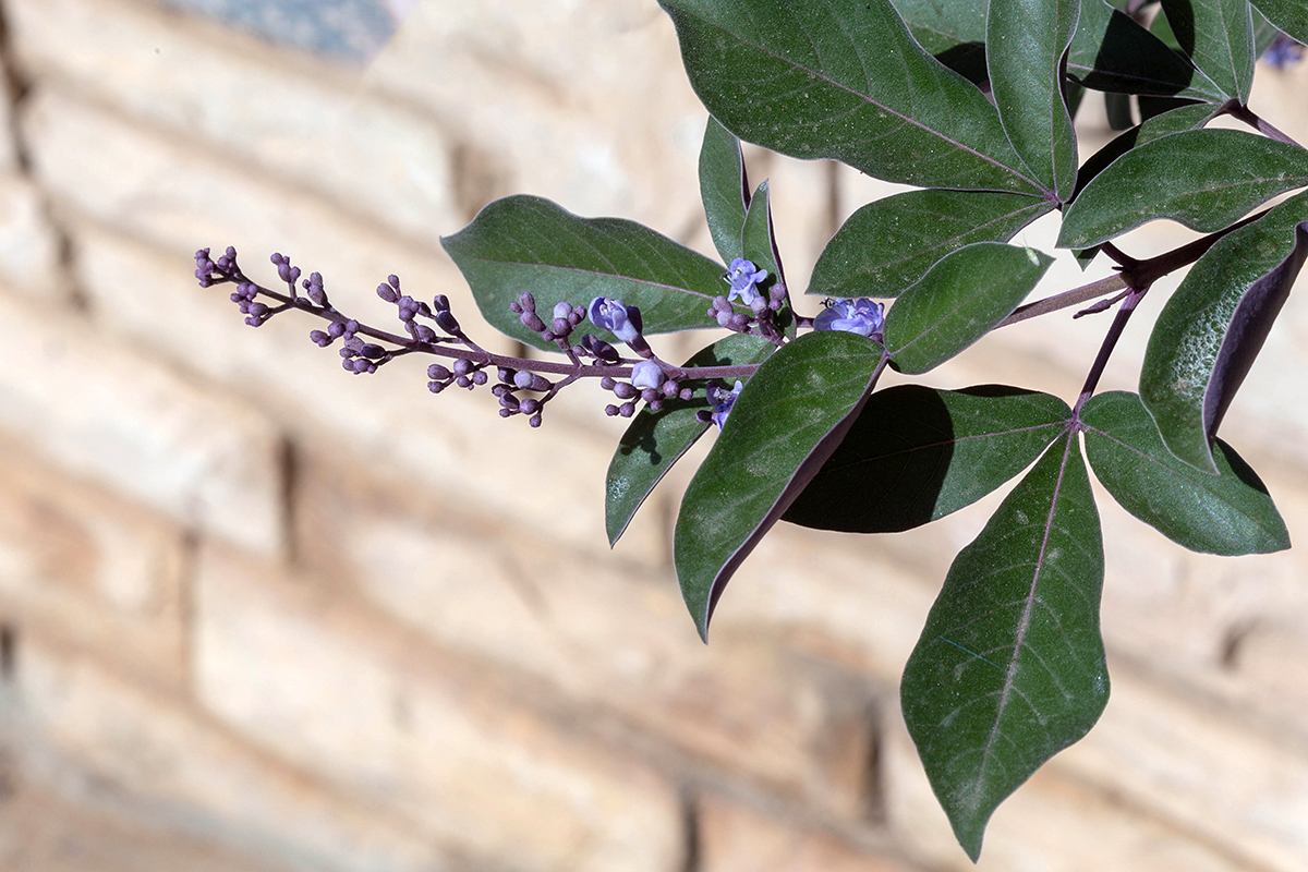 Image of Vitex trifolia var. purpurea specimen.