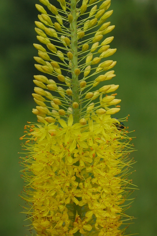 Image of Eremurus stenophyllus specimen.