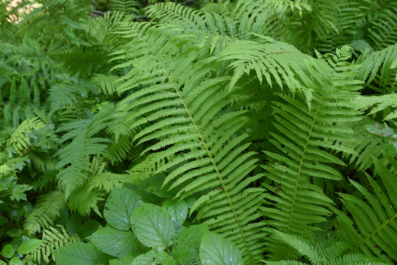 Image of Matteuccia struthiopteris specimen.