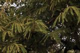 Phyllanthus emblica. Нижняя часть кроны вегетирующего растения. Индия, штат Гуджарат, округ Гир Сомнатх, национальный парк \"Гирский лес\". 13.12.2022.
