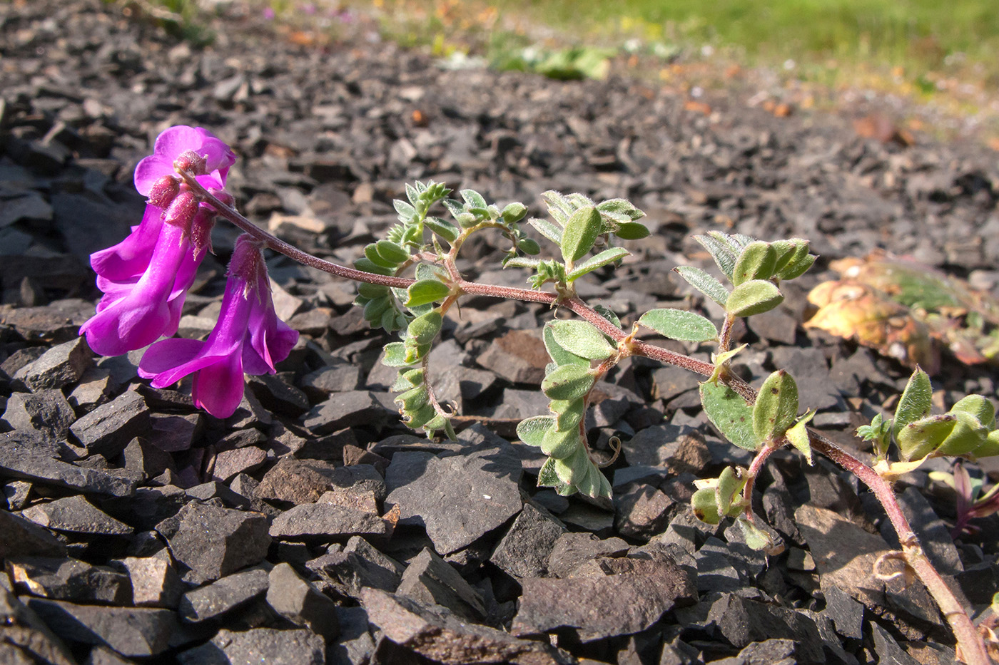 Изображение особи Vicia alpestris.