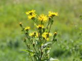 Inula helenium. Верхушка цветущего растения и вьющиеся в воздухе около него пчелы. ДНР, Донецк, дендрарий Донецкого ботанического сада. 19.07.2019.