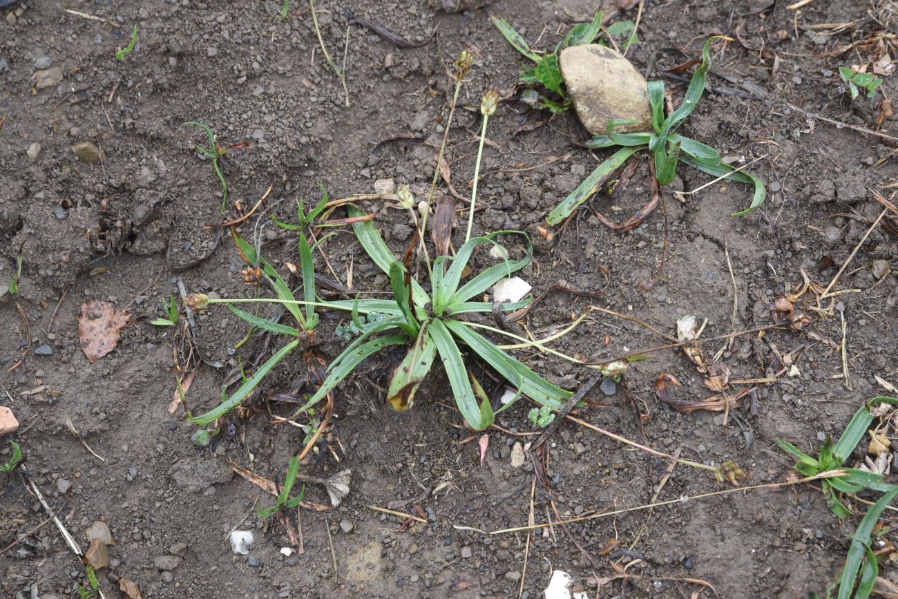 Image of Plantago atrata specimen.