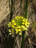 Erysimum hieraciifolium. Части цветущих и плодоносящих побегов. Магаданская обл., побережье бух. Гертнера, галечник. 04.07.2018.