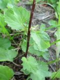 Campanula trachelium