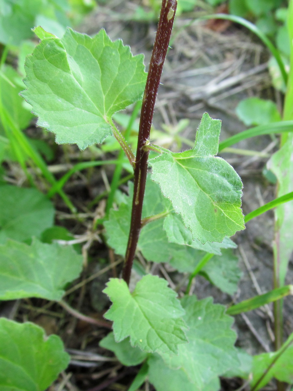 Image of Campanula trachelium specimen.