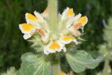 Phlomoides arctiifolia. Часть соцветия и листья. Узбекистан, Кашкадарьинская обл., Китабский р-н, Китабский Государственный геологический заповедник, ≈ 1300 м н.у.м., глинистый склон. 08.05.2022.