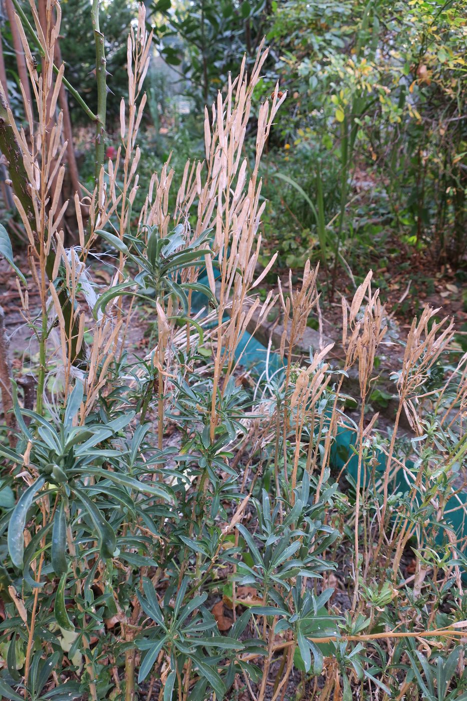 Image of Cheiranthus cheiri specimen.