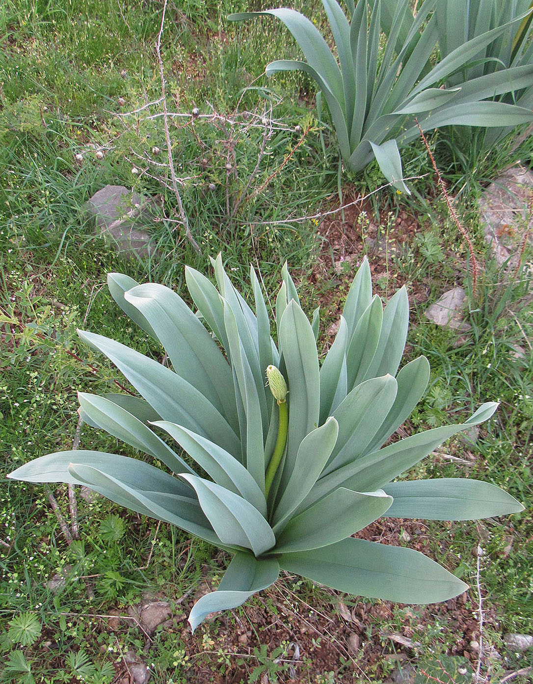 Изображение особи Eremurus regelii.