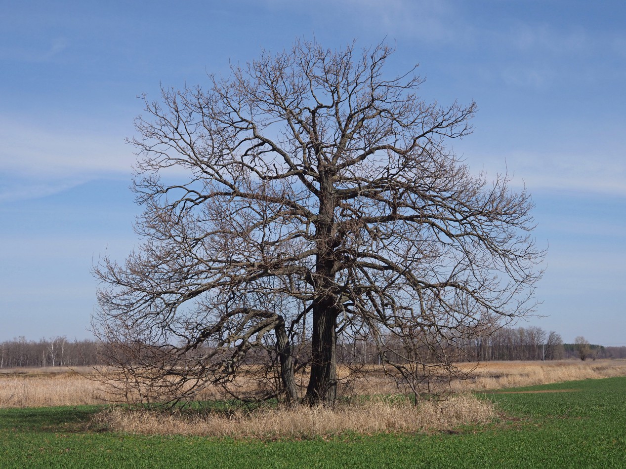 Изображение особи Quercus robur.