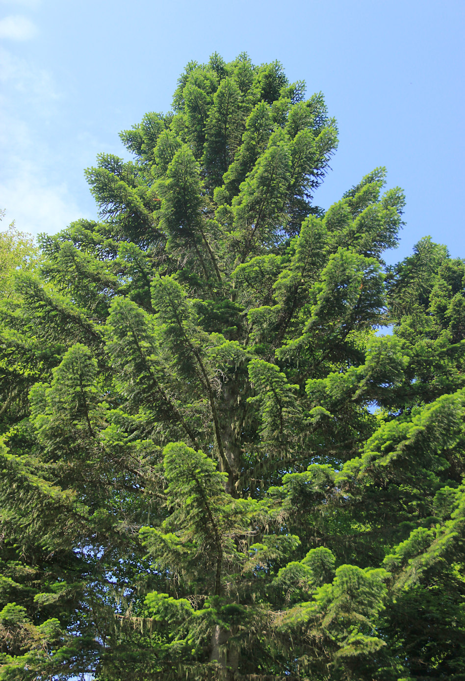 Изображение особи Abies nordmanniana.