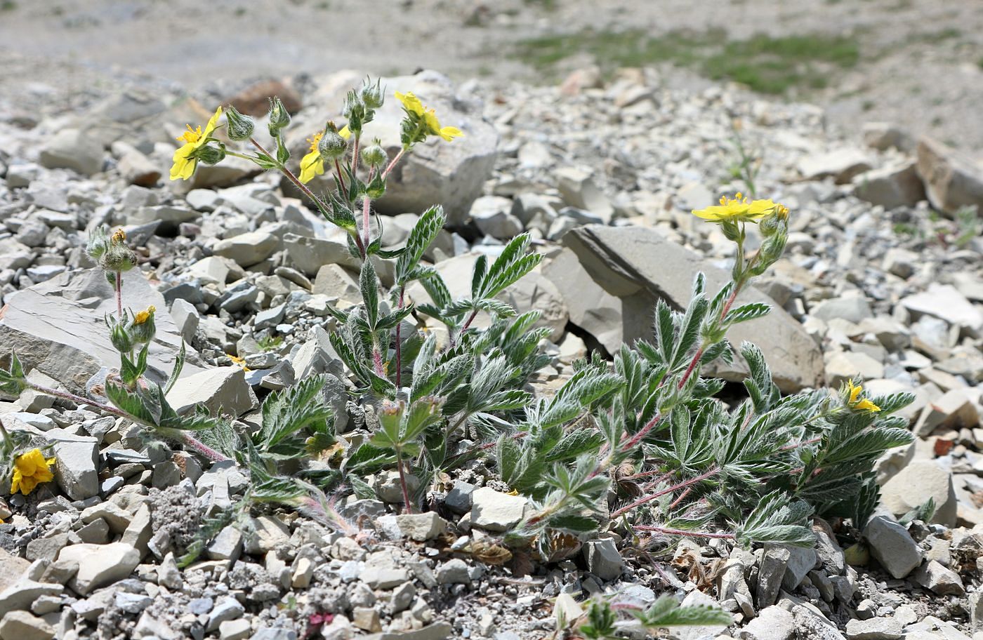 Image of Potentilla taurica specimen.