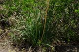 род Allium