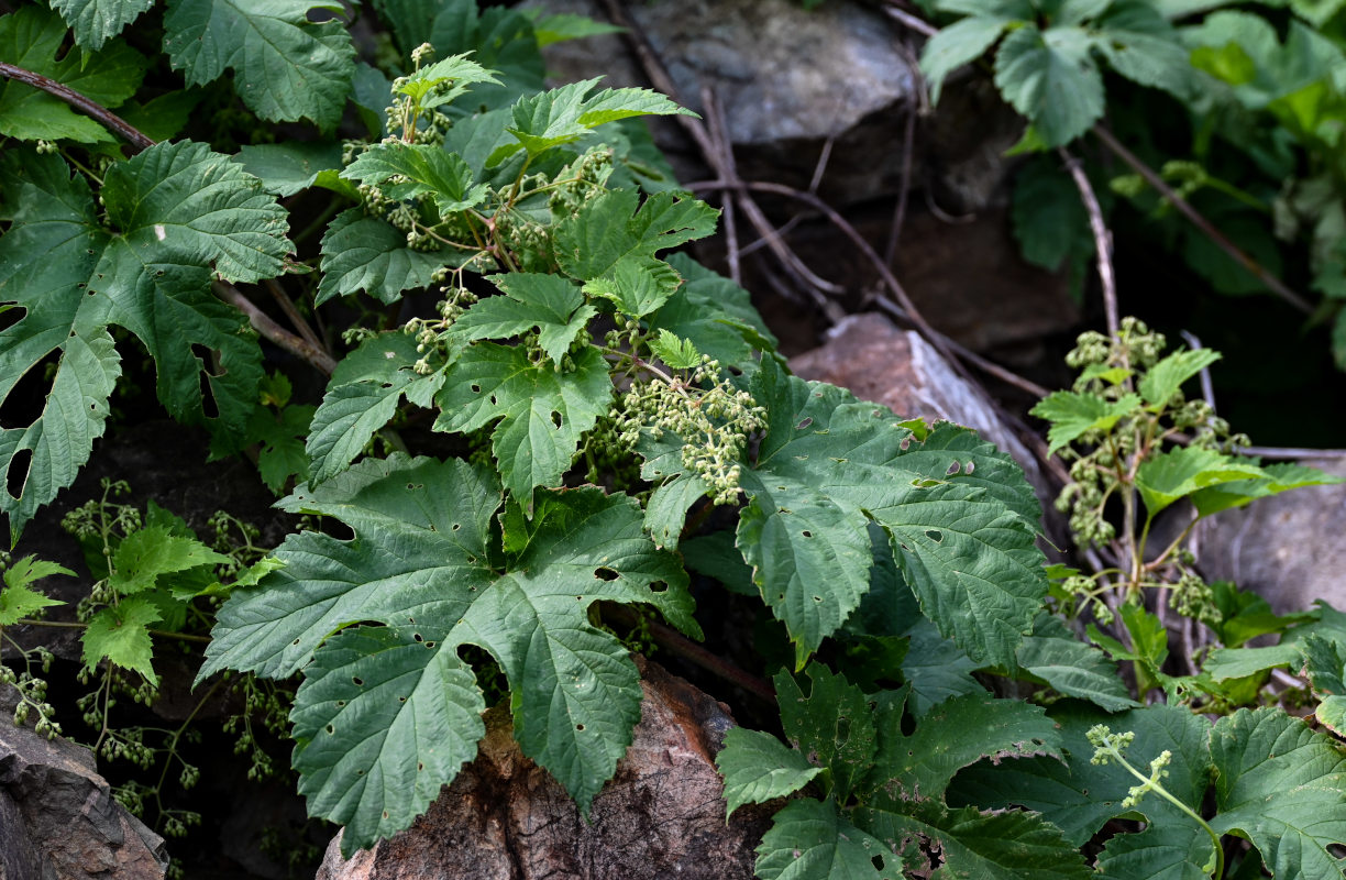 Image of Humulus lupulus specimen.