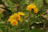 Inula helenium