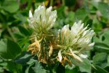 Trifolium canescens. Соцветия с цветущими и отцветшими (внизу) цветками. Краснодарский край, Адлерский р-н, хр. Аибга, 2140 м н.у.м., обочина горнолыжной трассы. 29.07.2023.