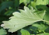 Urtica galeopsifolia. Край листа (вид на нижнюю поверхность). Ленинградская обл., Ломоносовский р-н, окр. дер. Ломаха; склон дол. р. Ламошка, широколиственный лес на известняке. 21.05.2023.