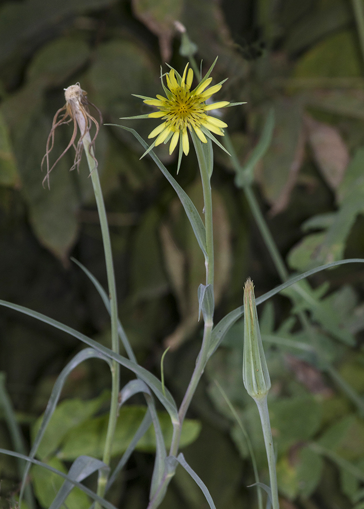 Image of Tragopogon dubius ssp. major specimen.