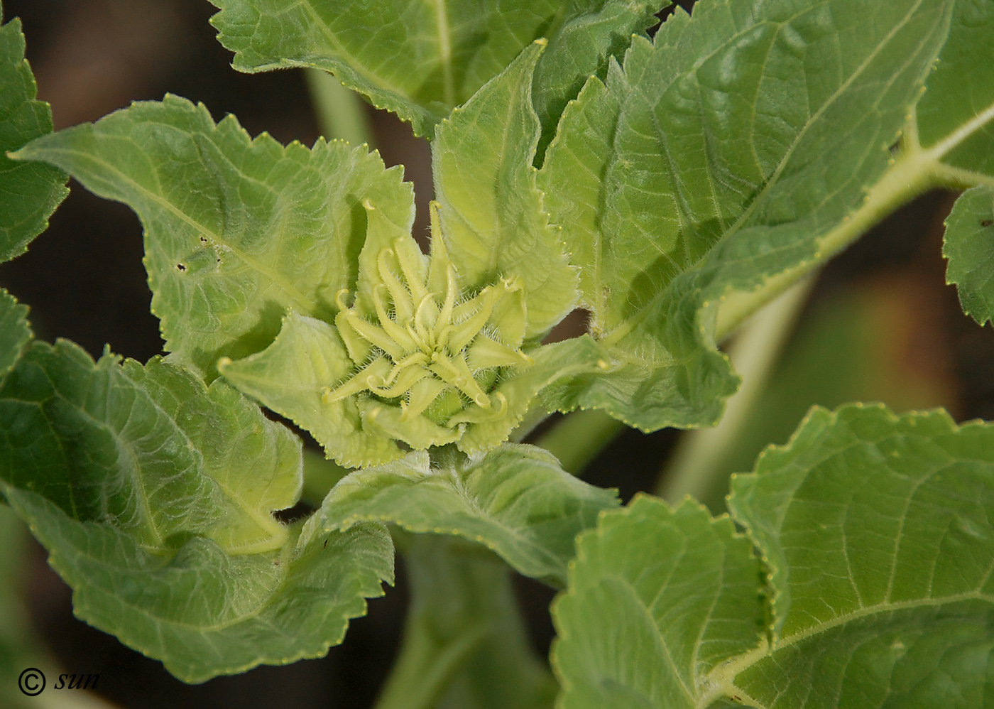 Изображение особи Helianthus annuus.