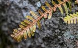 Polypodium vulgare