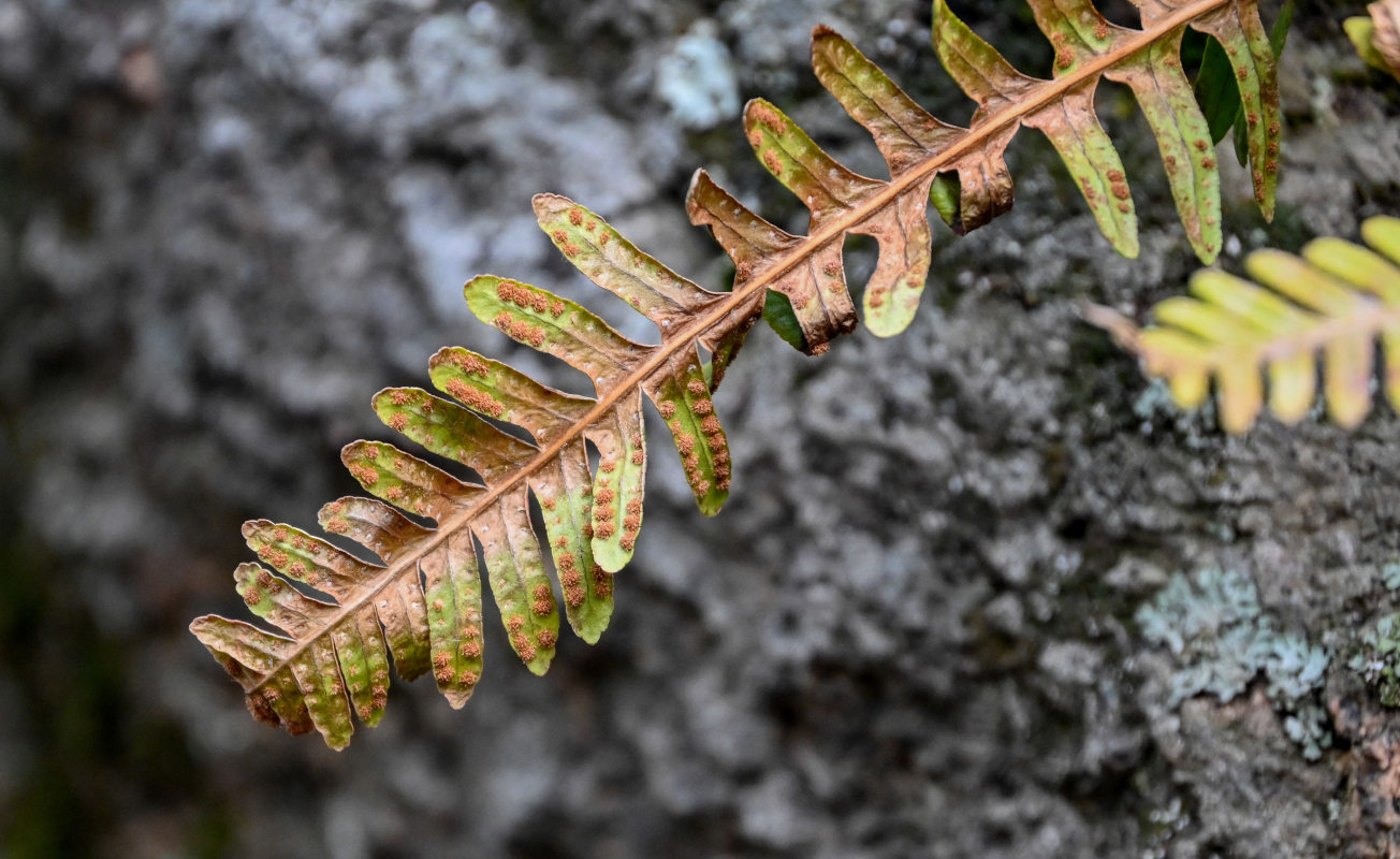 Изображение особи Polypodium vulgare.