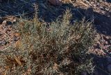 Anabasis oropediorum. Плодоносящее растение. Марокко, обл. Драа - Тафилалет, г. Тингир, сухой склон. 02.01.2023.