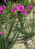 Linum olgae