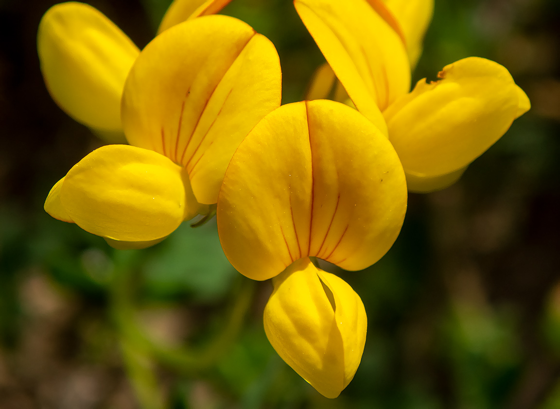 Изображение особи Lotus corniculatus.