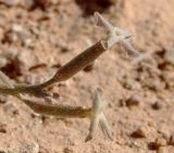 Image of taxon representative. Author is Денис Мирин