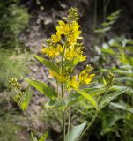 Lysimachia vulgaris. Верхушка цветущего растения. Пермский край, г. Пермь, Ленинский р-н, станция Блочная, берма насыпи. 18.06.2023.