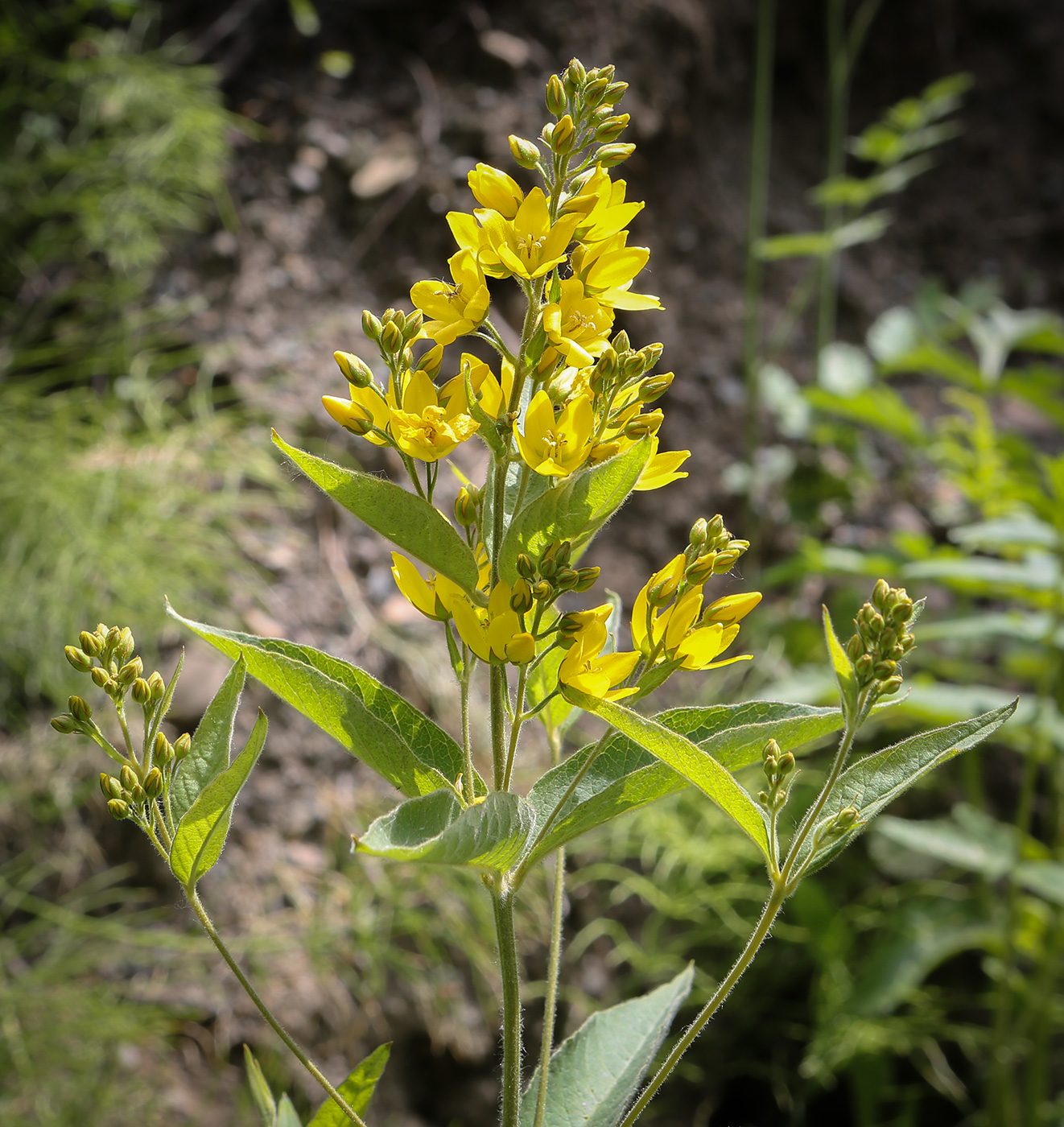 Изображение особи Lysimachia vulgaris.