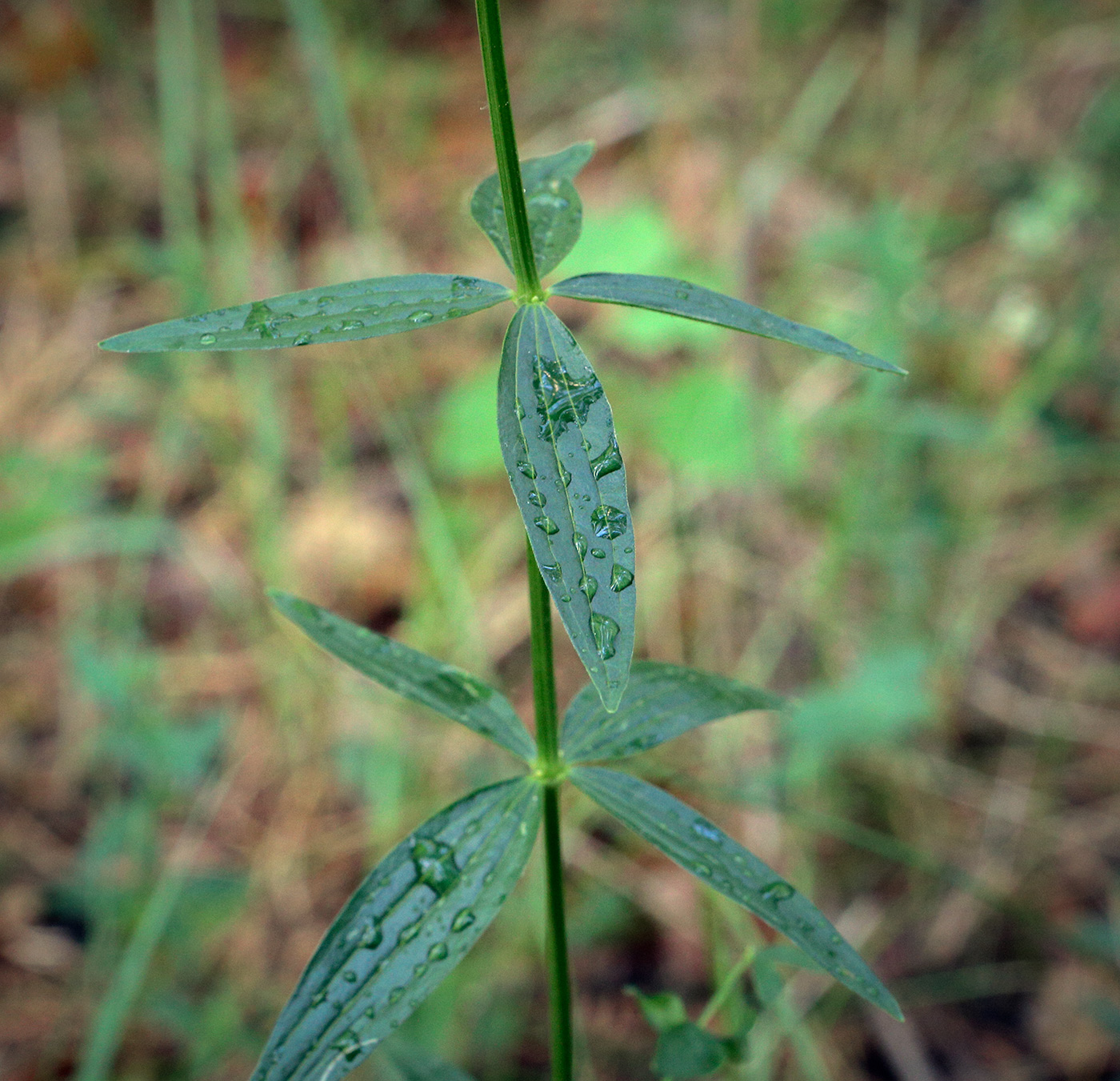Image of Galium rubioides specimen.