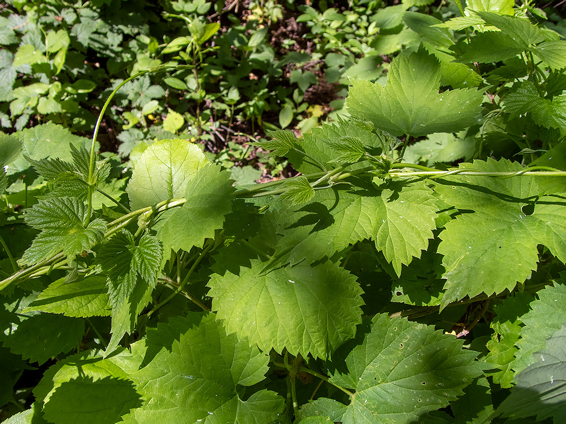 Изображение особи Humulus lupulus.