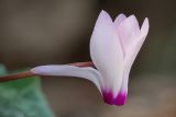 Cyclamen persicum. Цветок. Израиль, г. Тель-Авив, парк Аяркон, сад кактусов, на камнях. 22.11.2023.