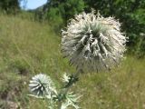 Echinops albidus