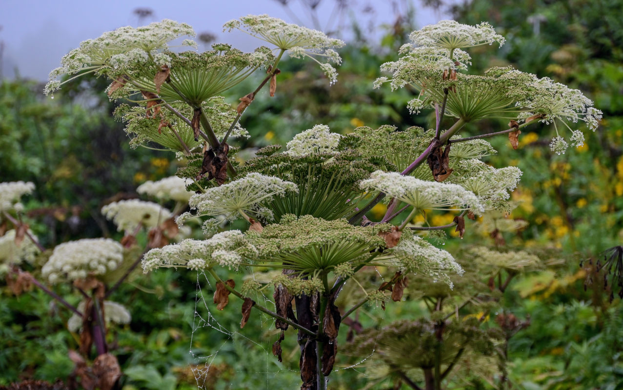 Image of Angelica ursina specimen.