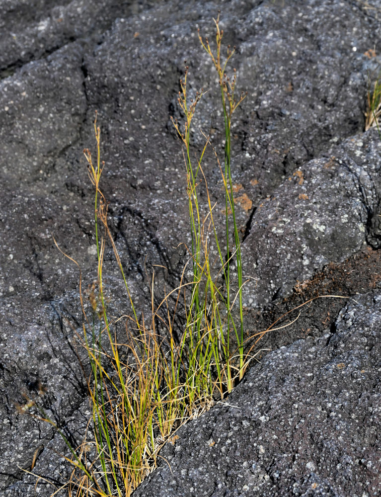 Изображение особи род Juncus.