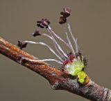 Ulmus macrocarpa. Часть побега и цветок (остальные цветки в соцветии удалены). Приморский край, Шкотовский р-н, окр. дер. Лукьяновка, долина р. Суходол, крутой каменистый склон юго-западной экспозиции, ильмовое редколесье. 19.04.2024.