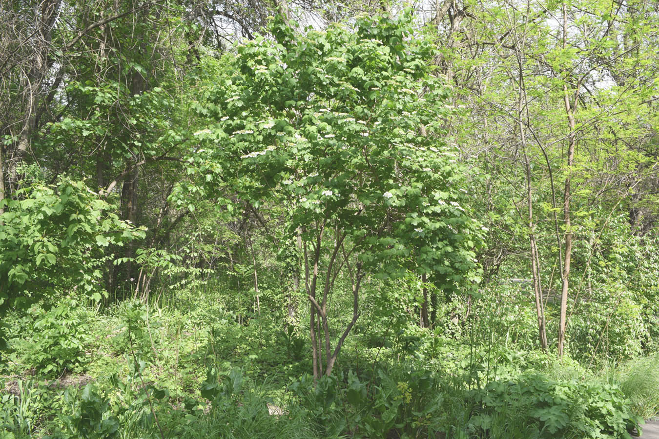 Изображение особи Viburnum opulus.