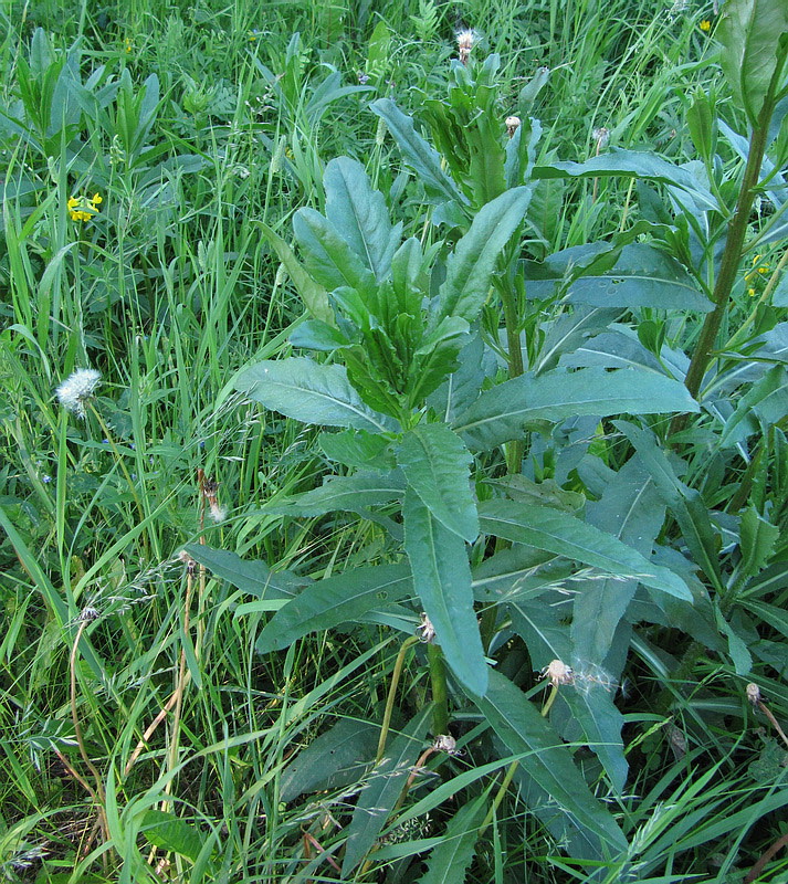 Image of Cirsium setosum specimen.