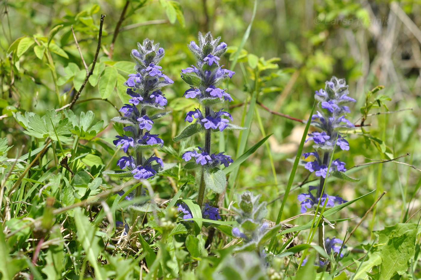Image of Ajuga multiflora specimen.