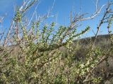 Reaumuria fruticosa