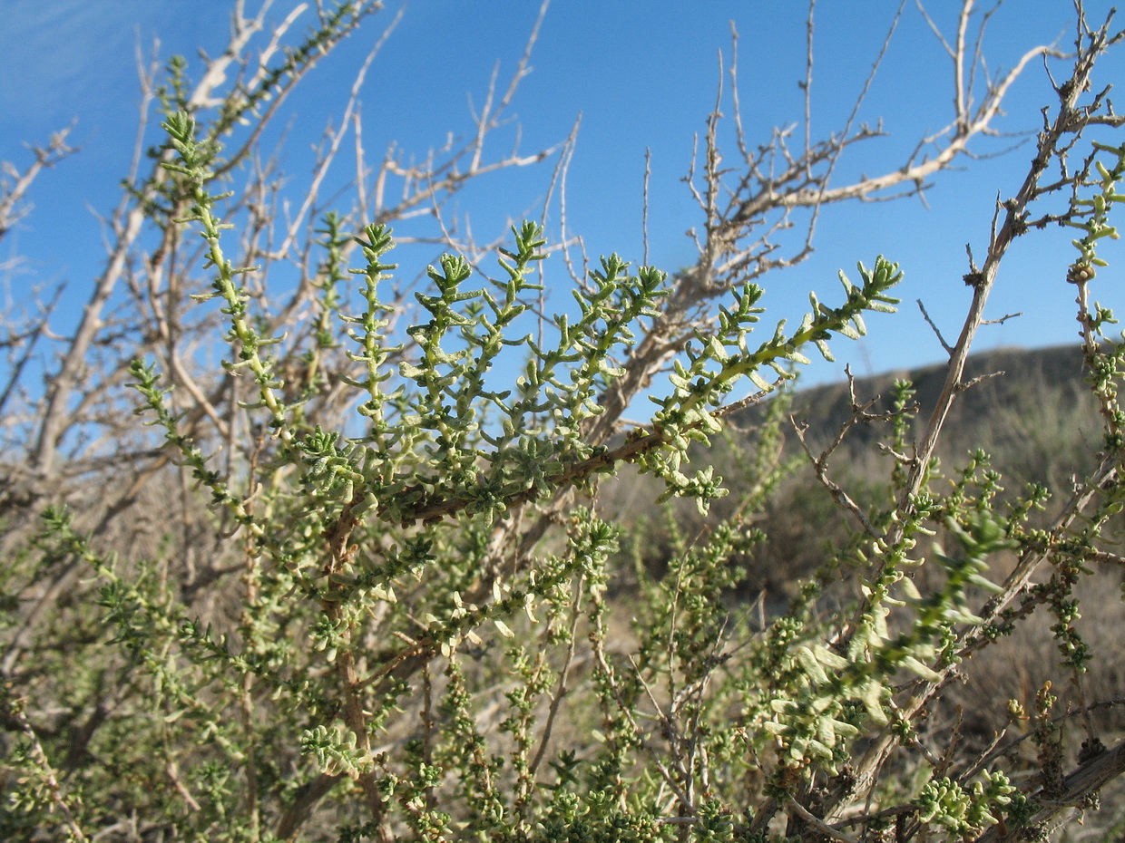 Image of Reaumuria fruticosa specimen.