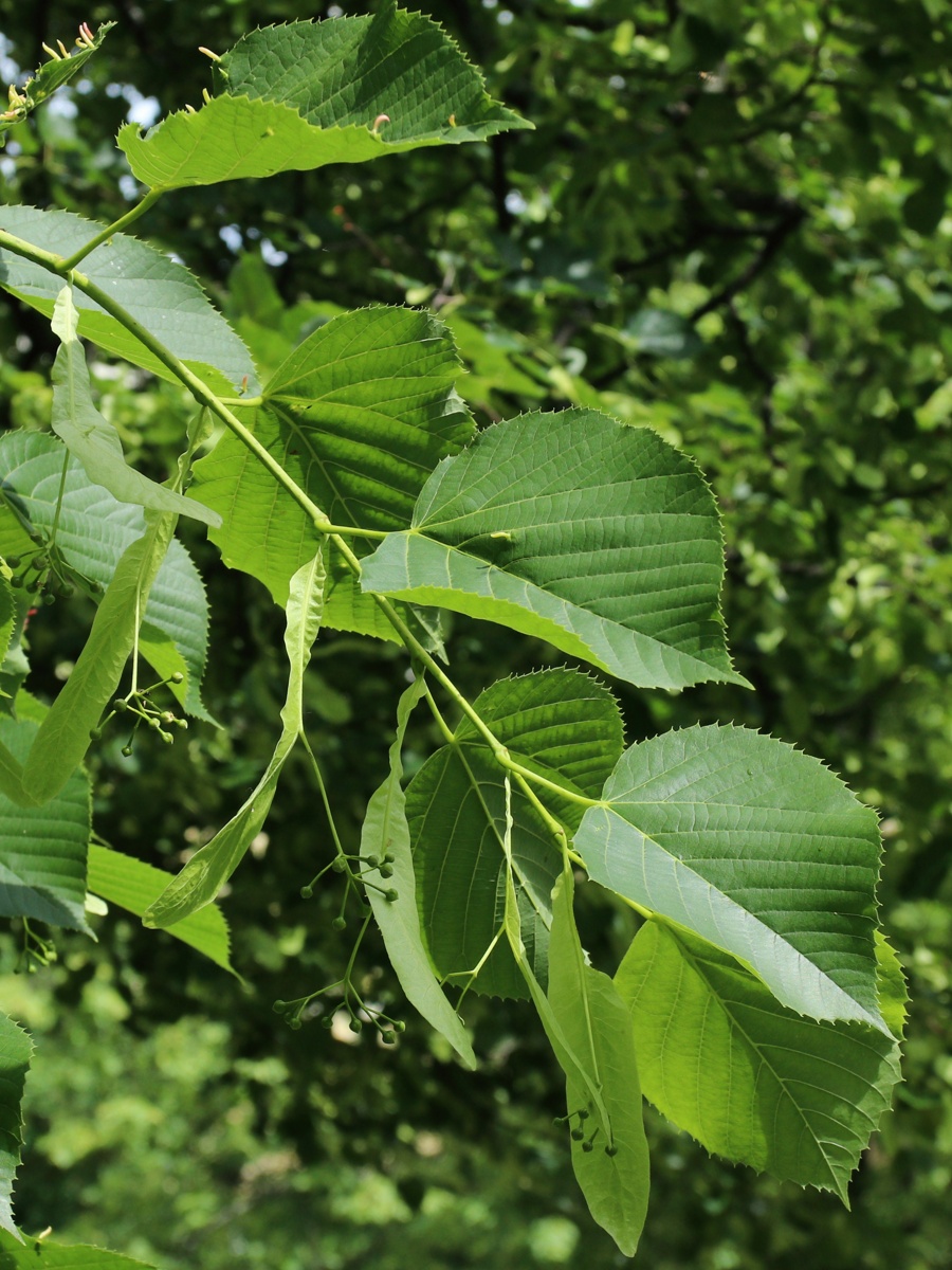 Image of Tilia americana specimen.